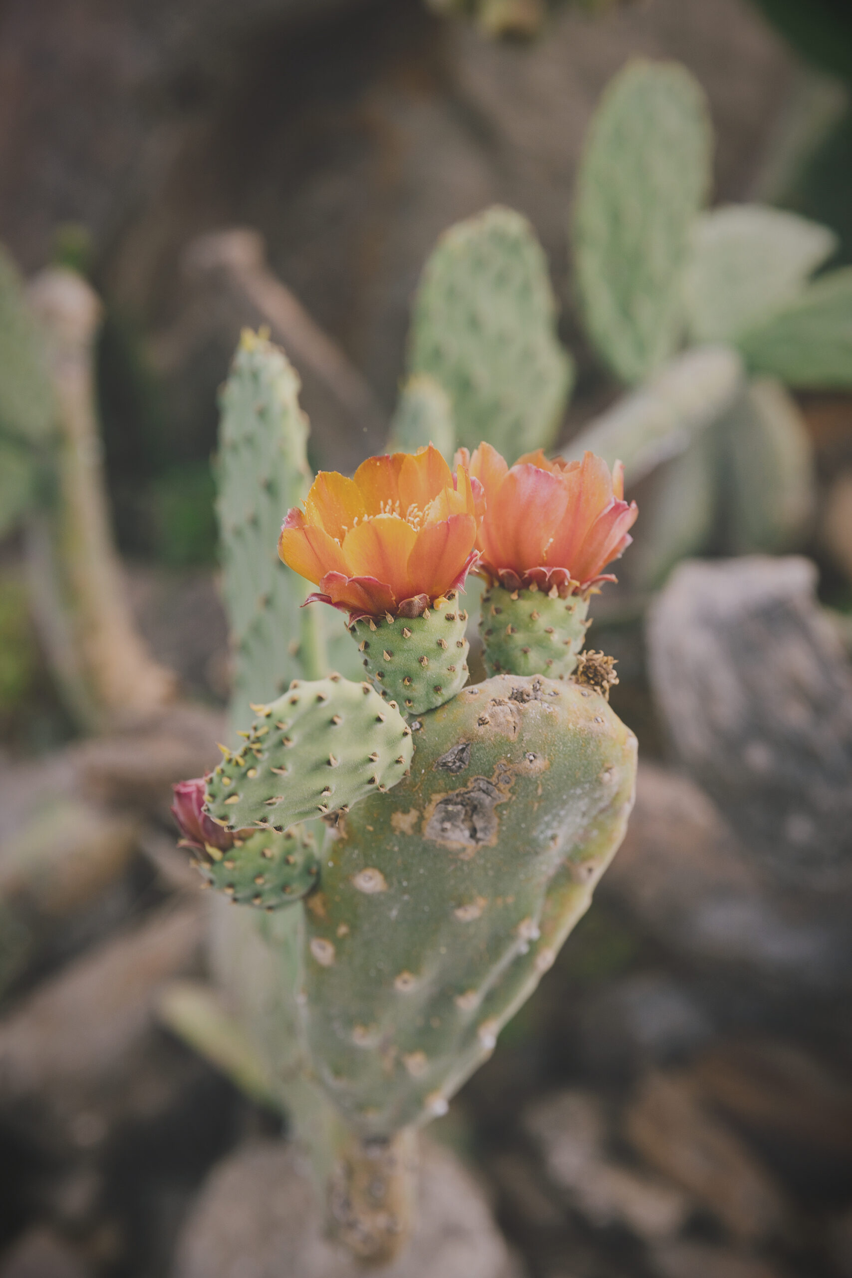 blossom flower thorny cactus edited