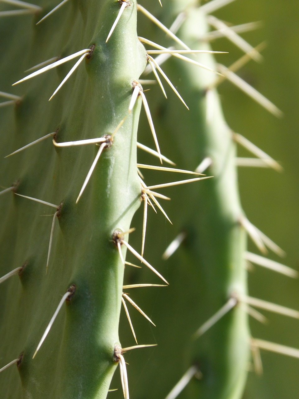 cactus g5b3436ece 1280