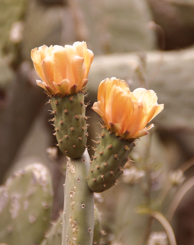 cactus g71a1fa70d 1280 edited