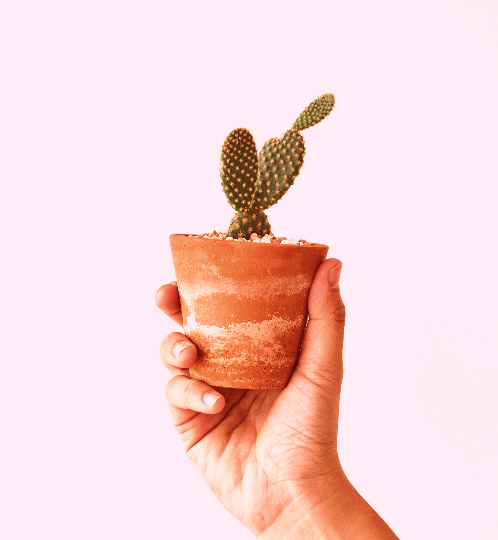 hand holding small cactus cute pot edited edited edited edited