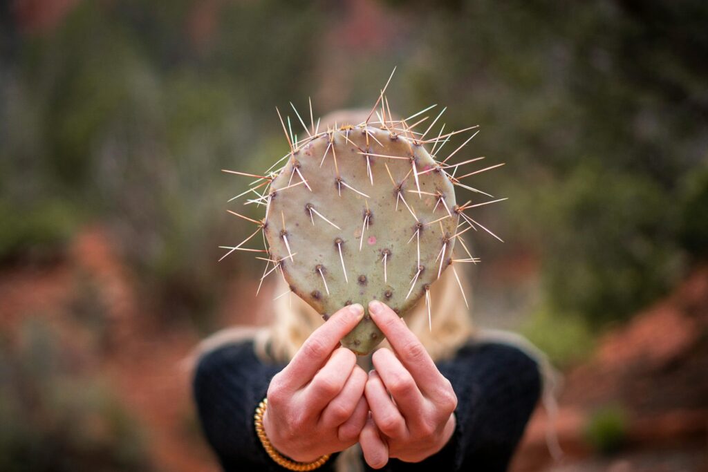 Close-up of cactus pad with sharp spikes held by a woman outdoors.
